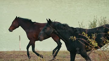 Horses running on a grass field