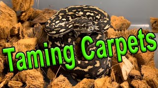 Taming Carpet Python Hatchlings
