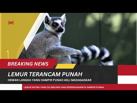 Video: Di mana lemur itu tinggal?