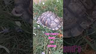 "Awesome" #kurakura #turtle #trending #viral #shorts #subscribe #fyp #cute #memes #lucuabis #pets