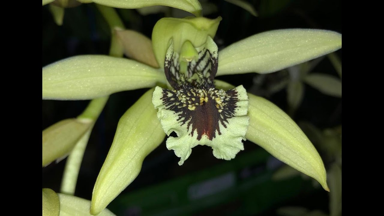 ORQUIDEA COELOGYNE PANDURATA E SUA BELEZA EXÓTICA !!! - thptnganamst.edu.vn