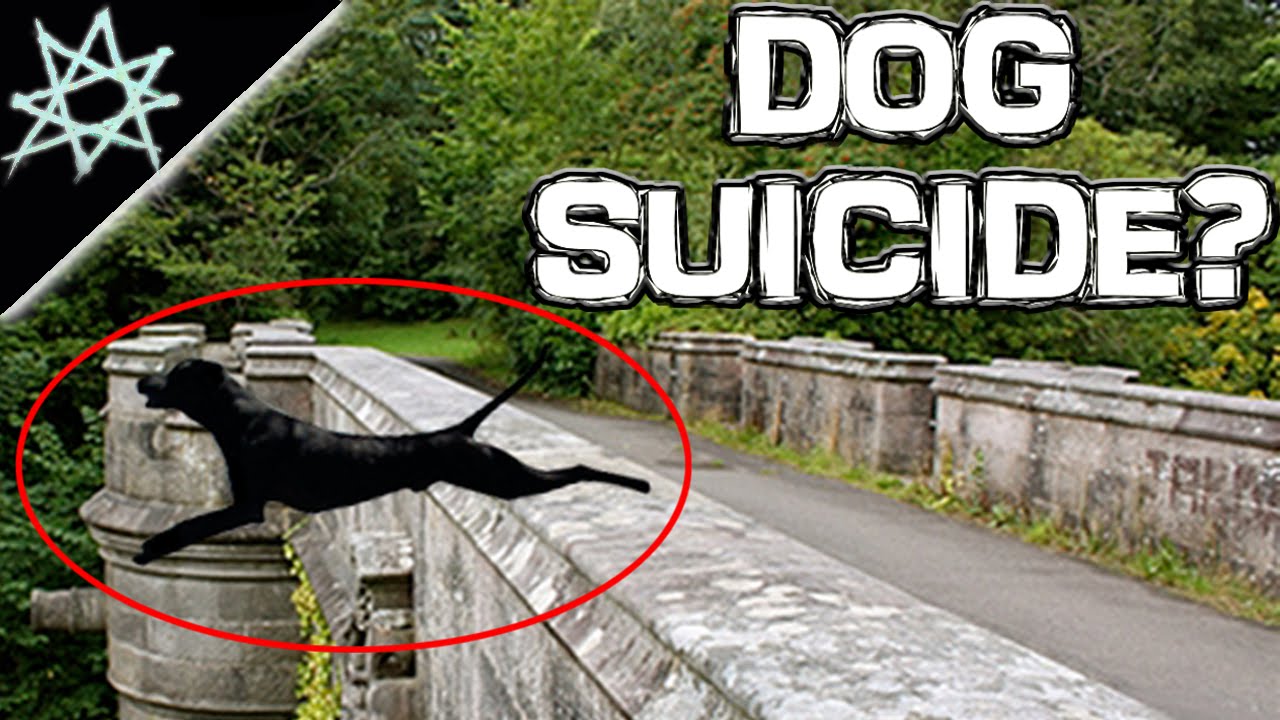 3 Theories About The Overtoun Bridge YouTube