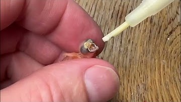 The Smallest Bird 🦜 you