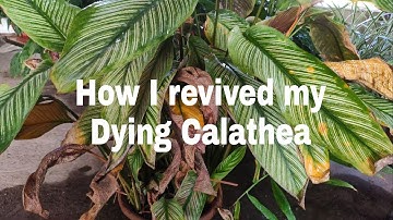 How my dying Calathea survived.