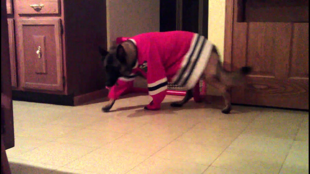 Dog Playing Hockey Goalie 2 YouTube