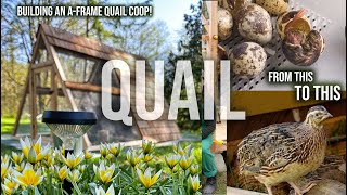 EVERYTHING QUAIL! INCUBATING, HATCHING, BUILDING A-FRAME QUAIL COOP & MOVING OUTSIDE!
