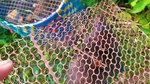 Bẫy Chuột Đồng Siêu To Vlog 2||| Tân Nguyễn Vlog