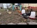 ASMR Chicken - Chicken TV - 11/07