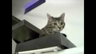 Adopted! Cutest Tabby Kitty - Bam Bam Plays Fetch! by cute adoptable cat and dog videos 102 views 8 years ago 1 minute, 47 seconds