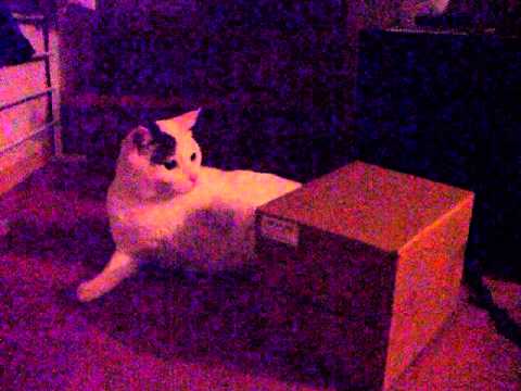 Boats Open Up The Box 箱を開けようとする猫