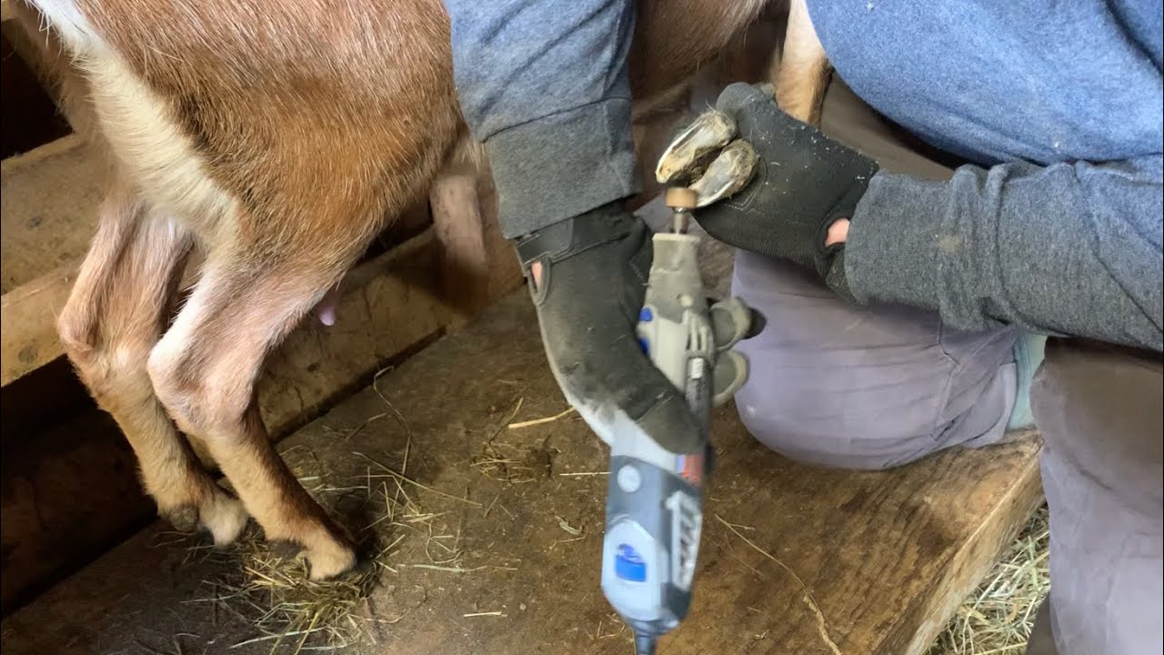 We Tried Something New Trimming Goat Hooves With Dremel Tool we-tried-something-new-trimming-goat-hooves-with-dremel-tool