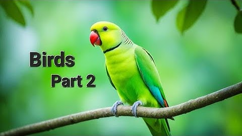 Part 2 Class 4 | EVS Chapter 6 Birds | #Ajaya #viralvideo #CBSC 
