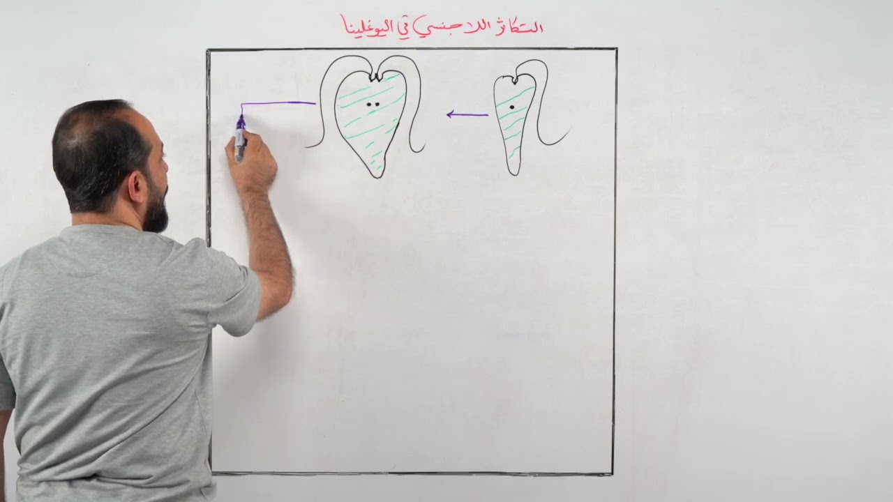 التكاثر اللاجنسي في اليوغلينا