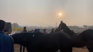 पुष्कर मेले में पहुँच रहे है हजारो घोड़े ! व्यापारीयो की लगी क़तार, pushkar mela 2023 #pushkar