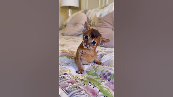 Watch the video about Abyssinian kitten 😻 #cat #abyssinian #shots #kitten #catlover #cute #animals