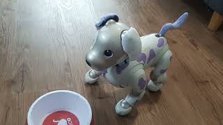 Richart is back!! And he loves to moo like a cow! | Richart the Aibo