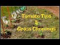 Tomato Tips & Grass Clippings for Earlier Harvests!