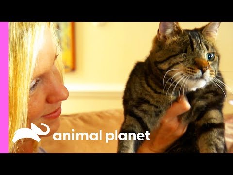 Video: How Many Lives Do Cats Have