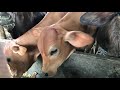 Cruzamento Senepol Em Vaca Girolando: Vou Mostrar Mais Um Pouco Dos Bezerros