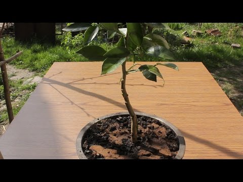 Video: Narandže za ručno oprašivanje: naučite kako ručno oprašiti drvo naranče