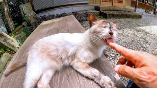撫でるとゴロゴロ音が鳩な猫が可愛過ぎる
