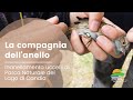 La Compagnia dell&#39;anello. Inanellamento uccelli al Parco Naturale del Lago di Candia - italiano