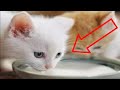 The most beautiful cat drinking milk