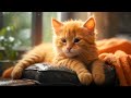 😺 cute orange kitten attempting to sleep 😪 during the rain💦 - cat rain sound - Relaxing rain sound.