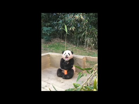 팔 짧은 푸바오가 대나무 공략하는 법 | 에버랜드 판다월드 (Baby Panda &#39;FuBao&#39;)