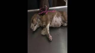 Maggots Removal From Pupy Dog Cleaning From Ticks, Mangoworms