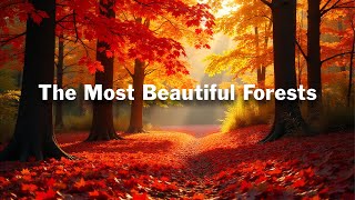 The Most Beautiful Forests in the World 🌲✨ | Nature’s Green Wonders