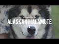 ALL ABOUT ALASKAN MALAMUTES: THE HEAVY DUTY SLED DOG の動画、YouTube動画。