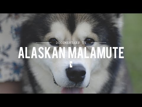 ALL ABOUT ALASKAN