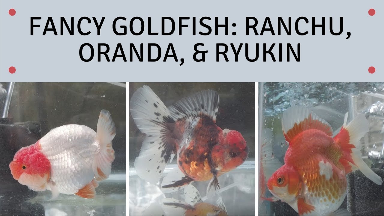 Fancy Goldfish Ranchu, Oranda, Ryukin YouTube
