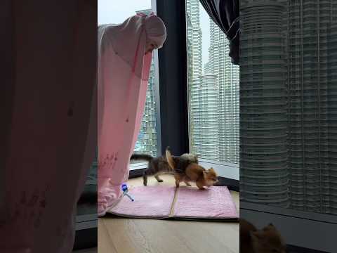 Muslim cats 😂😭