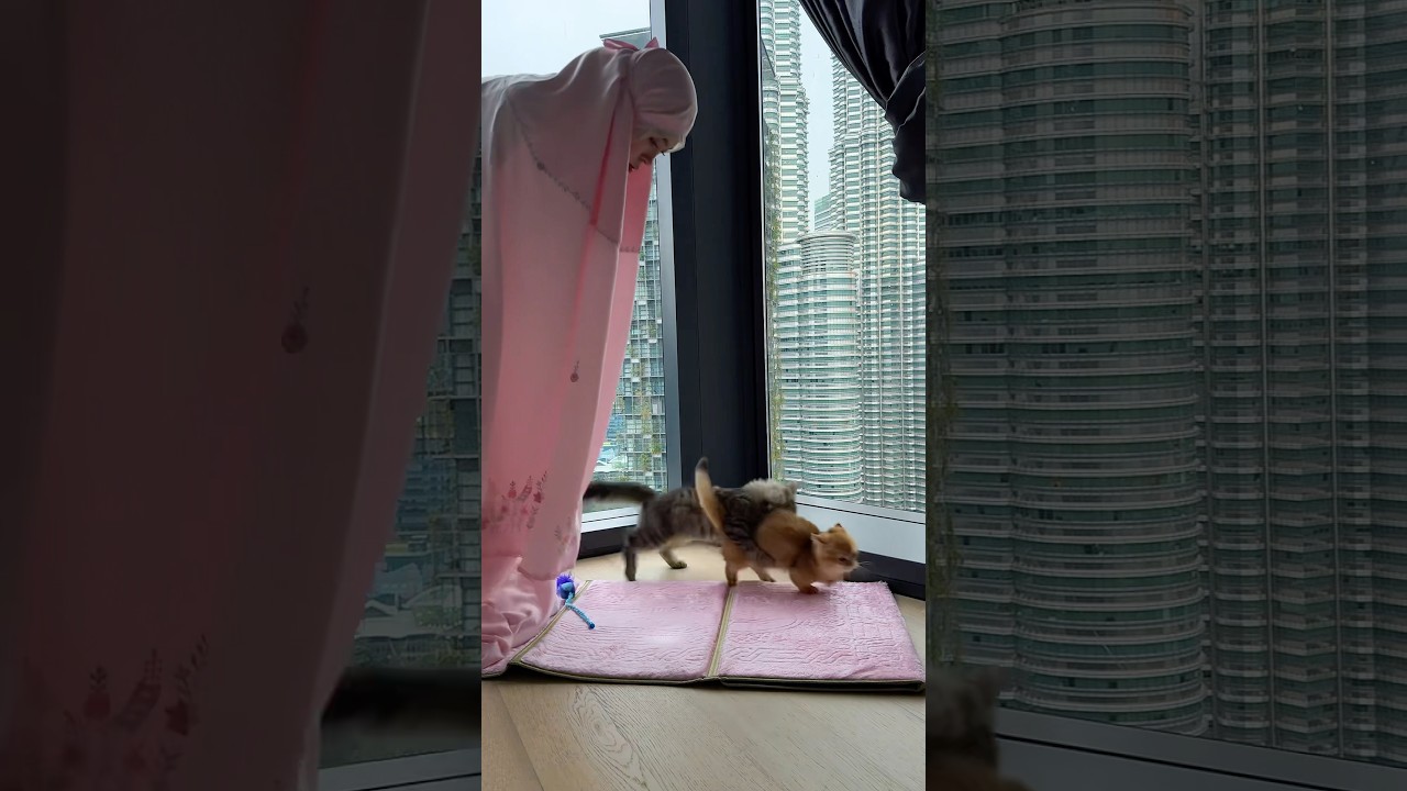 Muslim cats 😂😭