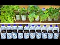 GROW Vegetables in MILK Bottles and SAVE Money