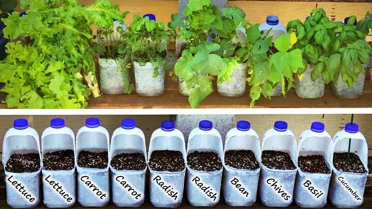 How To Repurpose Your Empty Milk Jugs For Your Garden