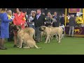 Mastiff Westminster dog show 2020