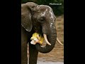 Elephant Takes a Fun Sponge Shower 🧽🐘✨ And Then… a Tail Ride?!