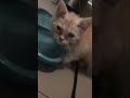 Female Persian kitten, available for new home as seen😻😻😻😻😻😻😻📥📥📥📥📥📥📥📥
