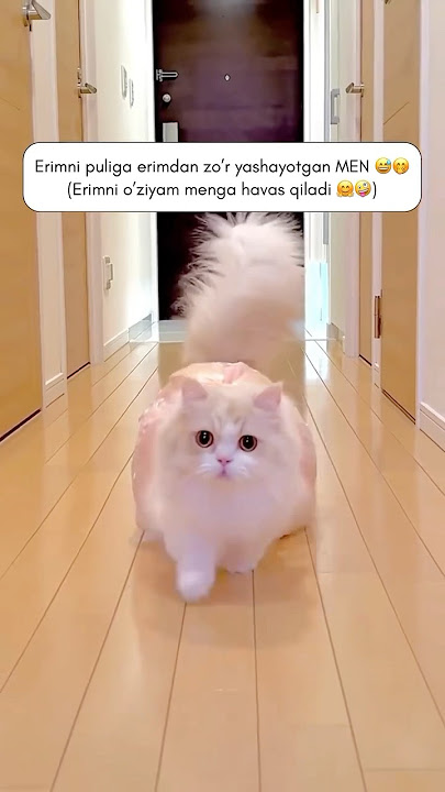 Telegram kanalga o’tvolamiz 😍 #top #love #blackpinkdance #trending #rek #dancecover #blackpink