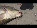2018г Рыбалка на Ахтубе