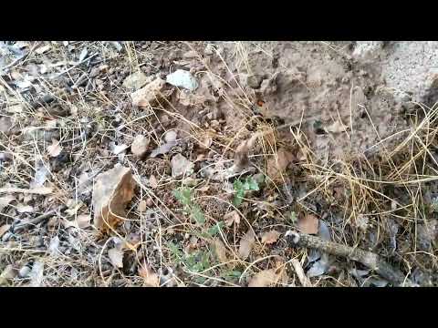 Arıların Bal Getirdiği