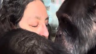 Chimpanzee Grooms Woman Who Coughs