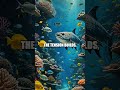The Hidden World of Underwater Life: A Journey of Discovery