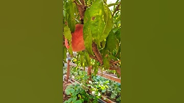 Peach Tree Grown From Pit :) #urbanhomestead #peaches