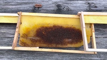 How I setup my swarm traps on the inside, scent and what I look for in trap locations.