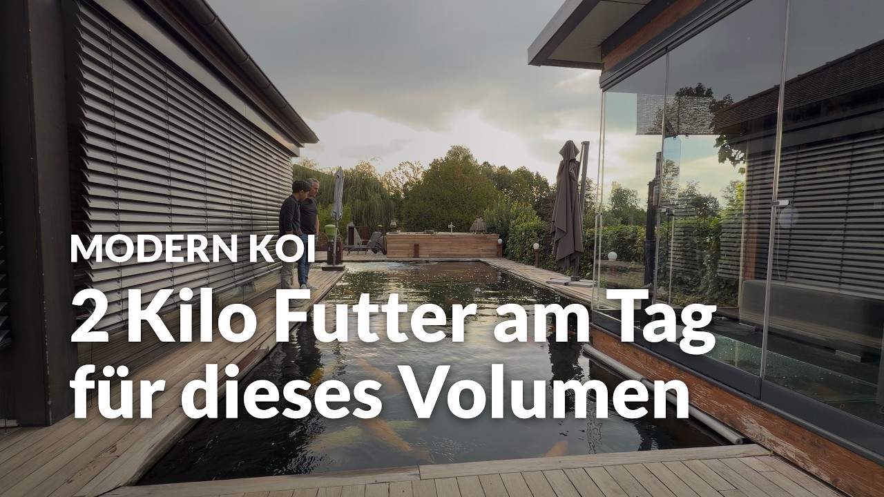 Mit Makoto an Volkers Jumbo-Koiteich | Modern Koi Blog #8337