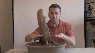 How to Bonsai - develop  Nebari - Surface Roots